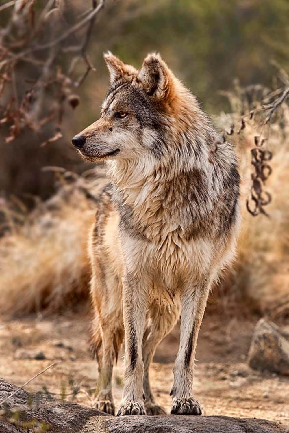 Majestic Mexican Wolf in the Wild Wallpaper