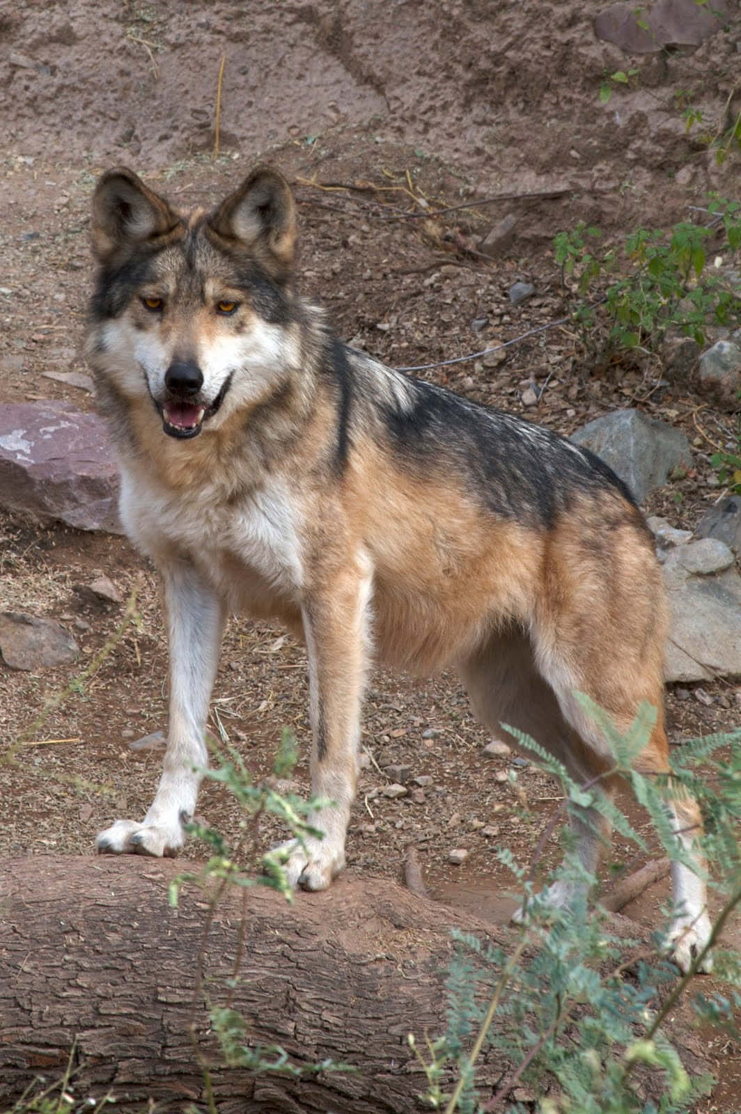 Caption: Majestic Mexican Wolf in the Wilderness Wallpaper