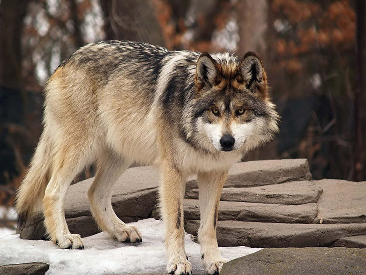 Caption: Majestic Mexican Wolf in the Wild Wallpaper