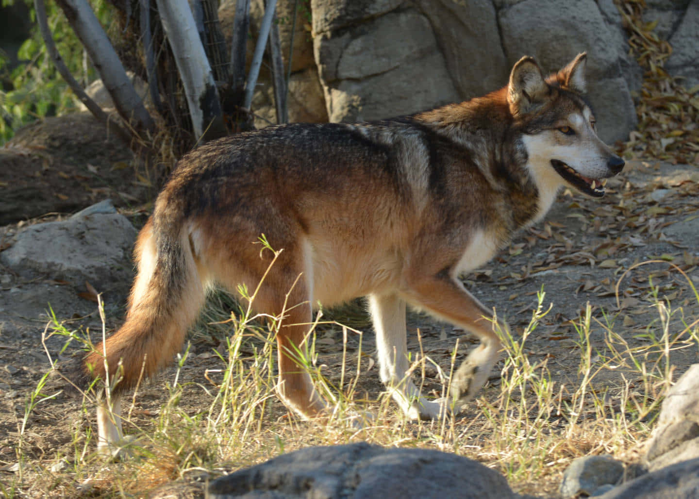 Mexican Wolf Stare in the Wild Wallpaper