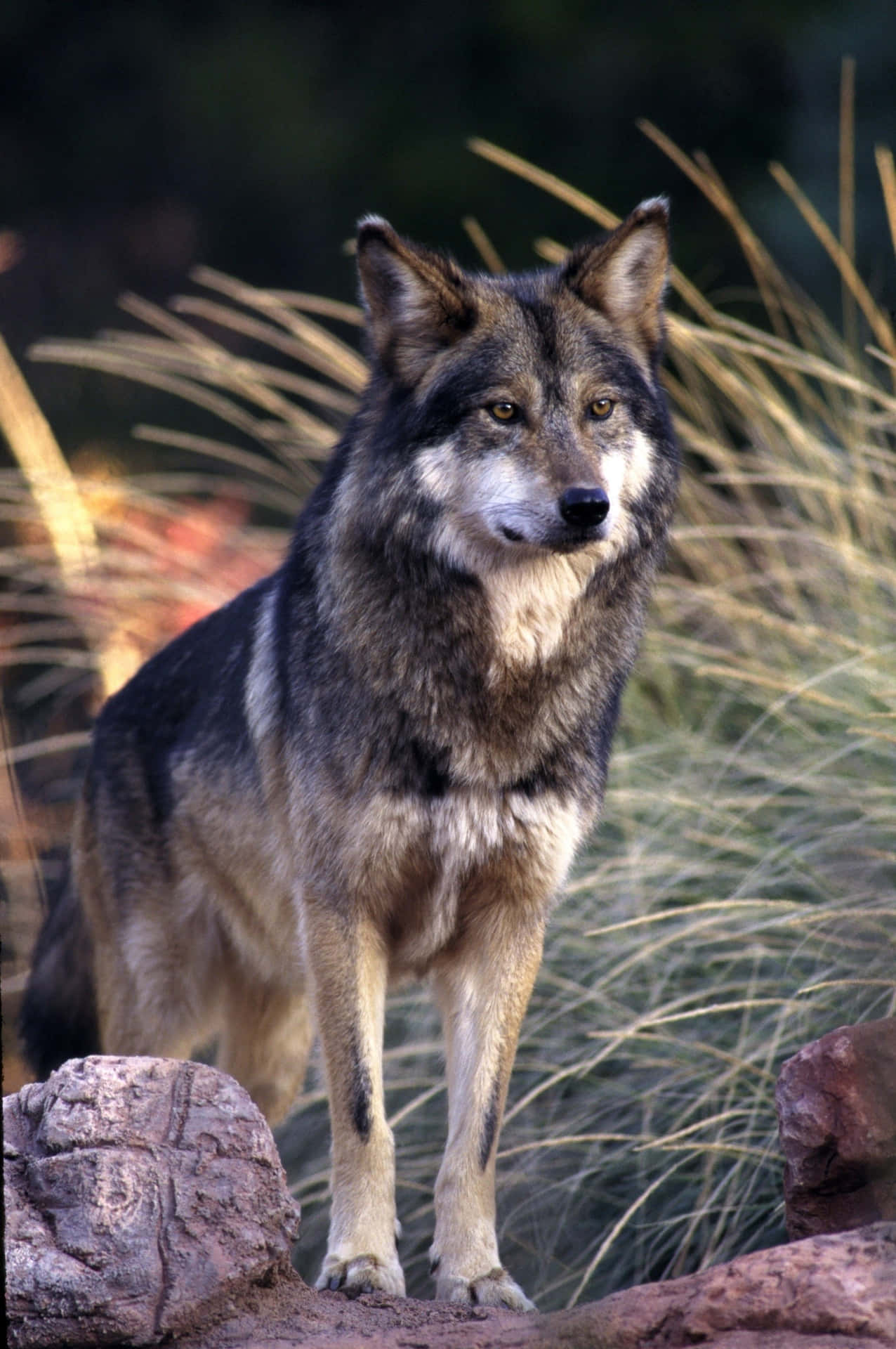 Caption: Majestic Mexican Wolf Stands in the Wild Wallpaper