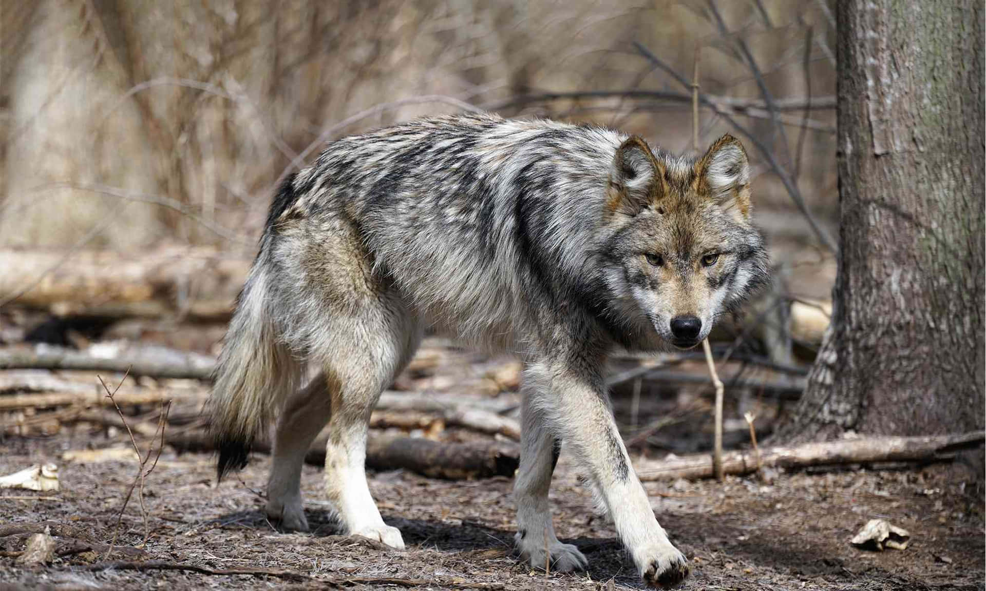 Majestic Mexican Wolf in the Wilderness Wallpaper