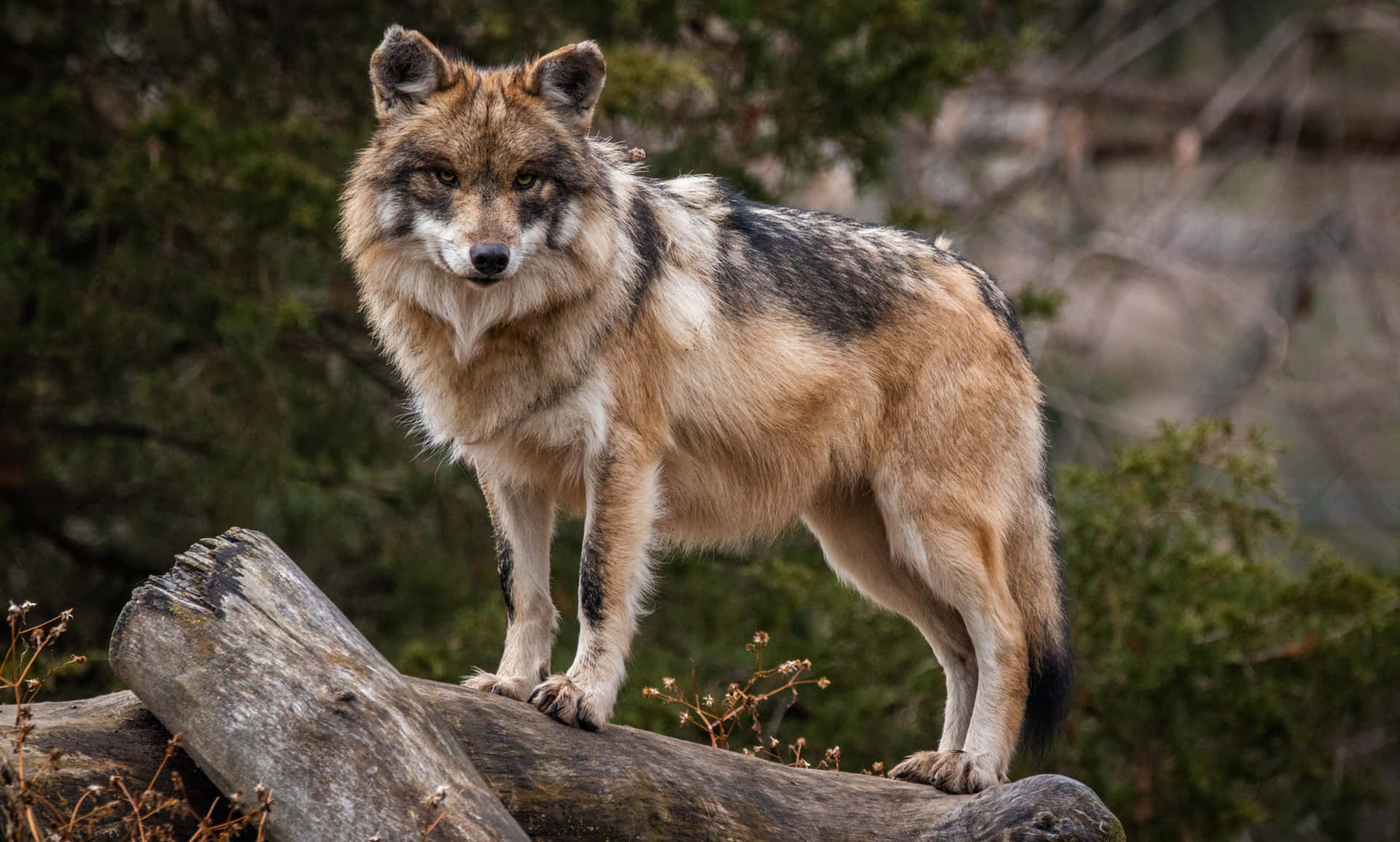Majestic Mexican Wolf in its Natural Habitat Wallpaper