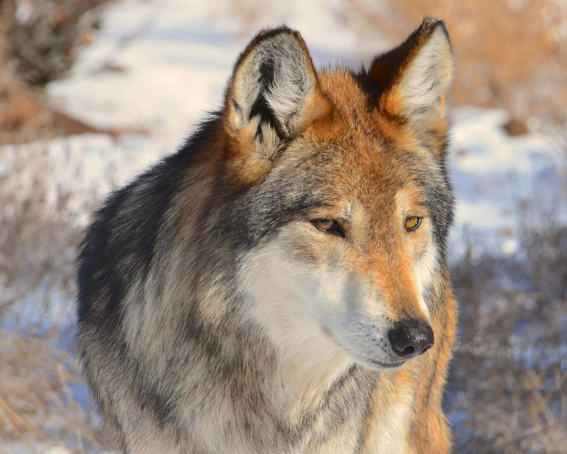 Majestic Mexican Wolf Staring Intently Wallpaper