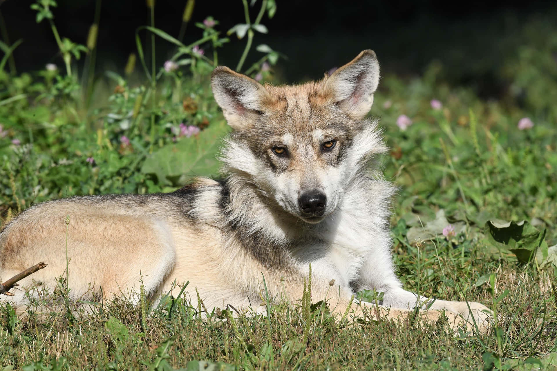 Majestic Mexican Wolf in the Wild Wallpaper