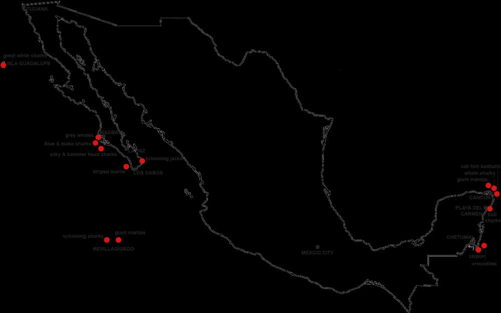 Mexico Marine Life Map PNG