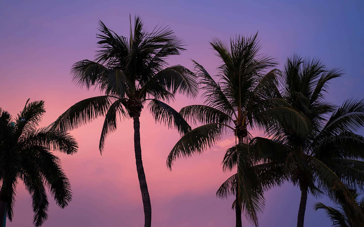 Palm Trees Against A Purple Sky