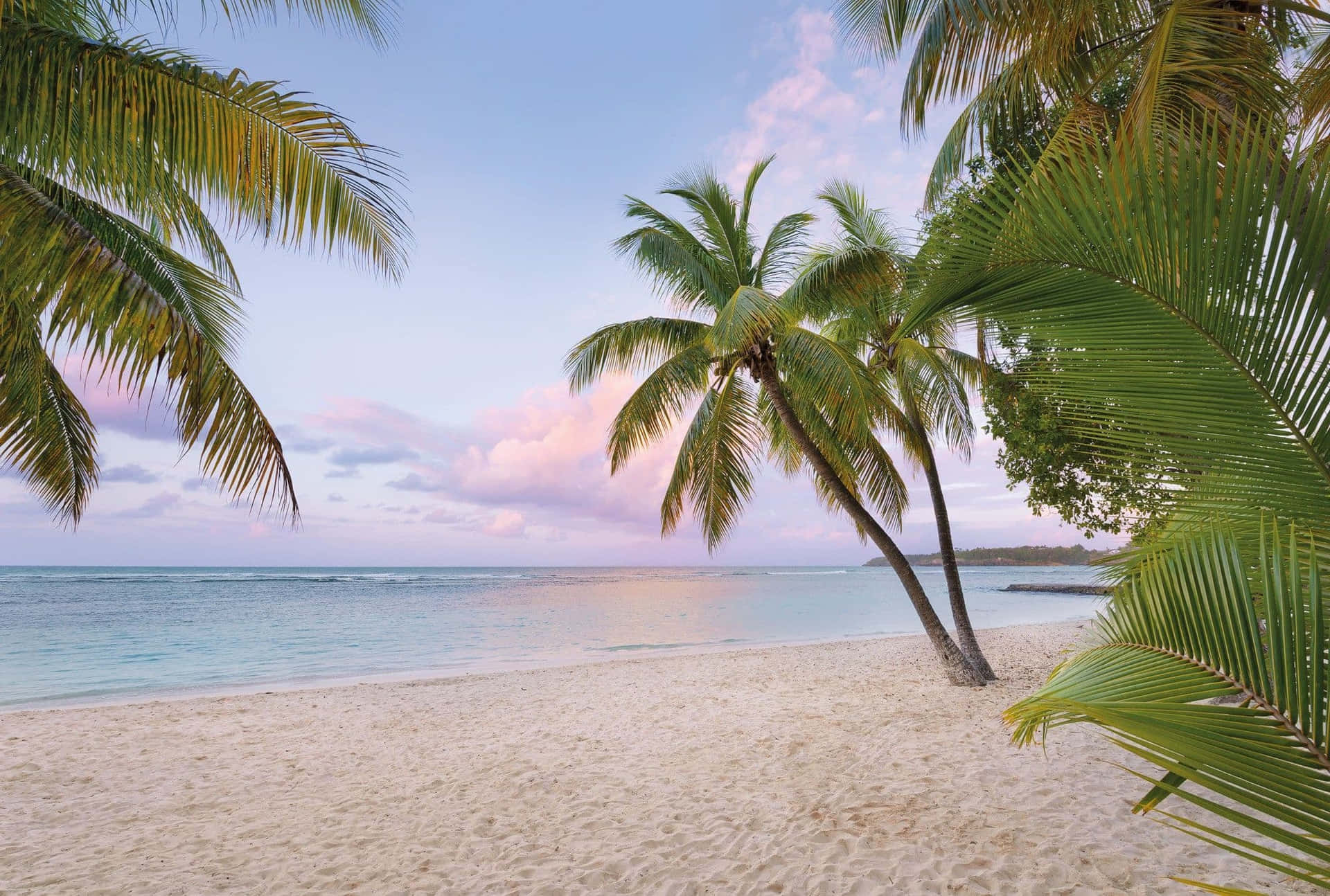 Miami Beach Med Kokos Træer Billede Tapet