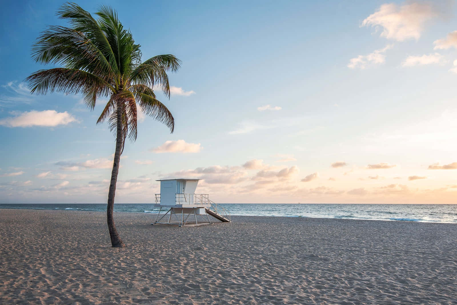 Miamibeach Mit Einem Kokosnussbaum Bild