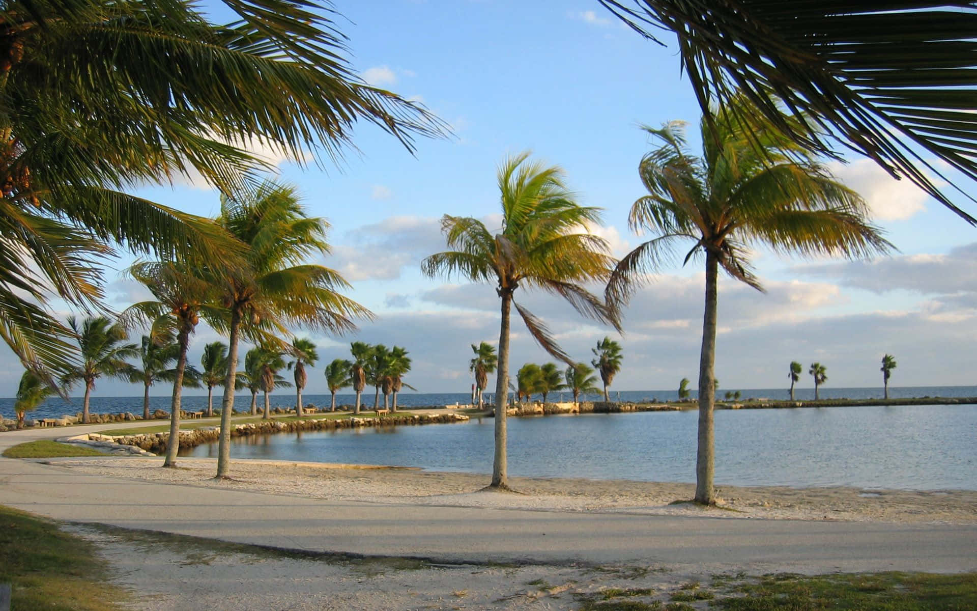Miami Beach Koks Træer Under Horizon Under Vindig Billede