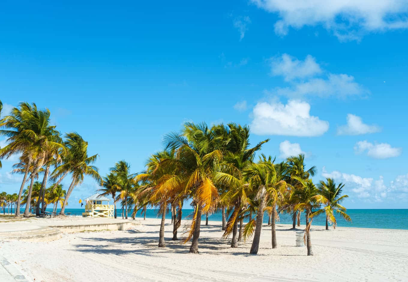 Miami Beach Coconut Trees Picture