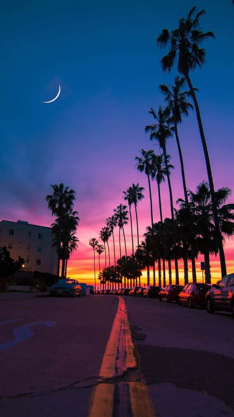 Miami Sunset And Palm Trees Iphone Wallpaper