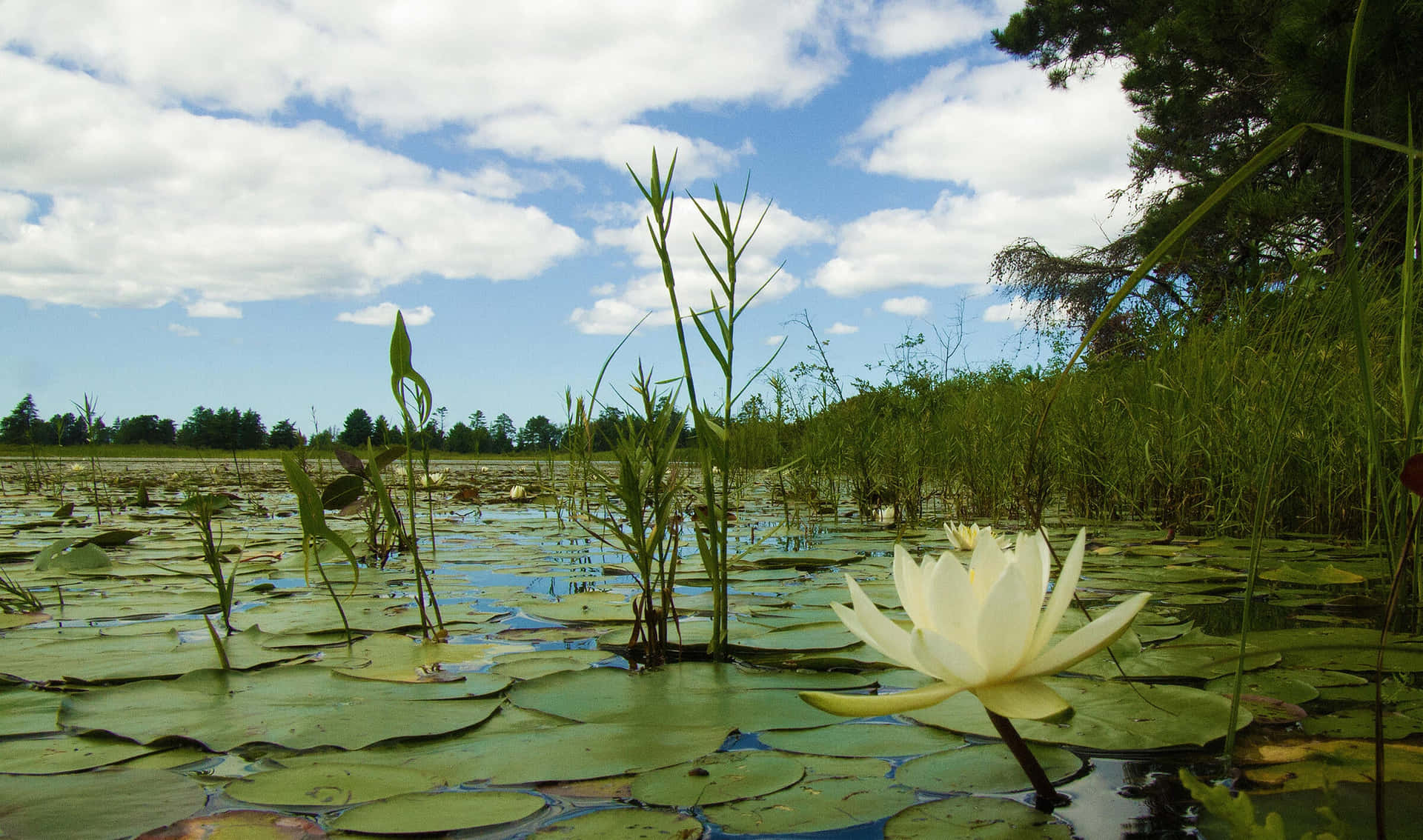 A White Flower In A Pond