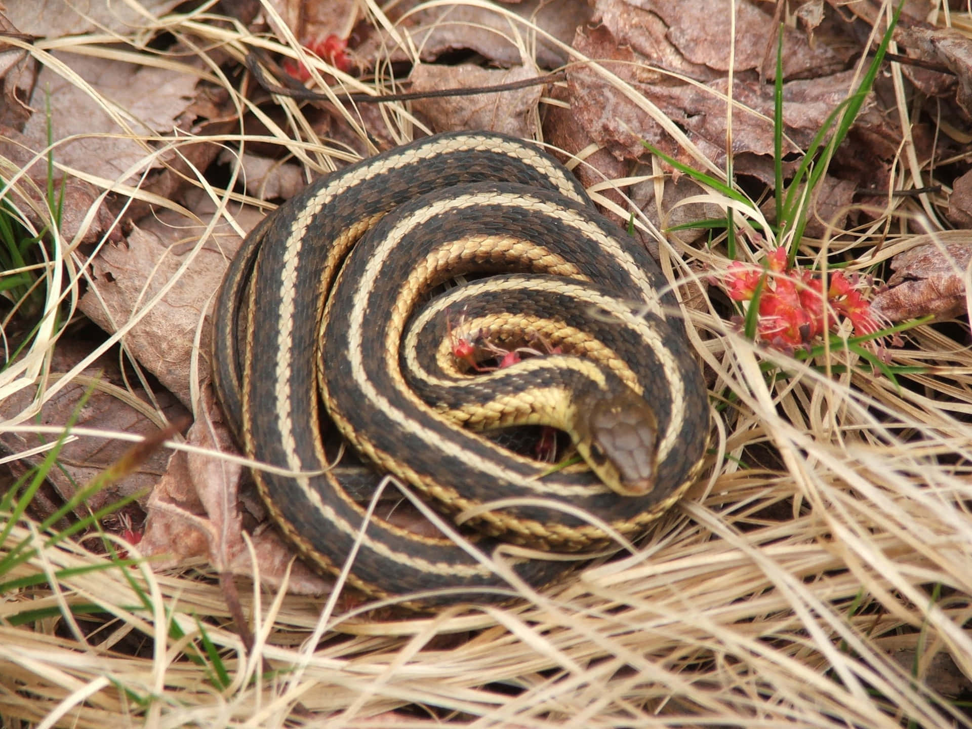 A Snake Curled Up In The Grass