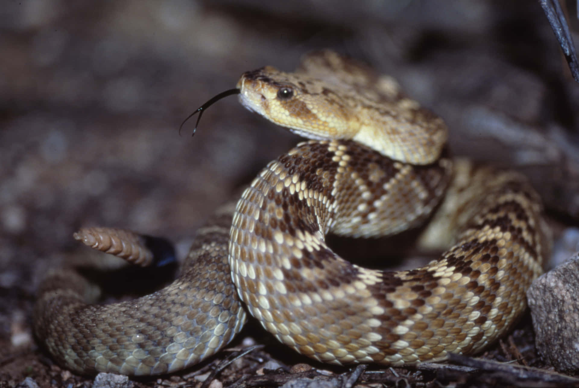A Rattlesnake Is Sitting On The Ground