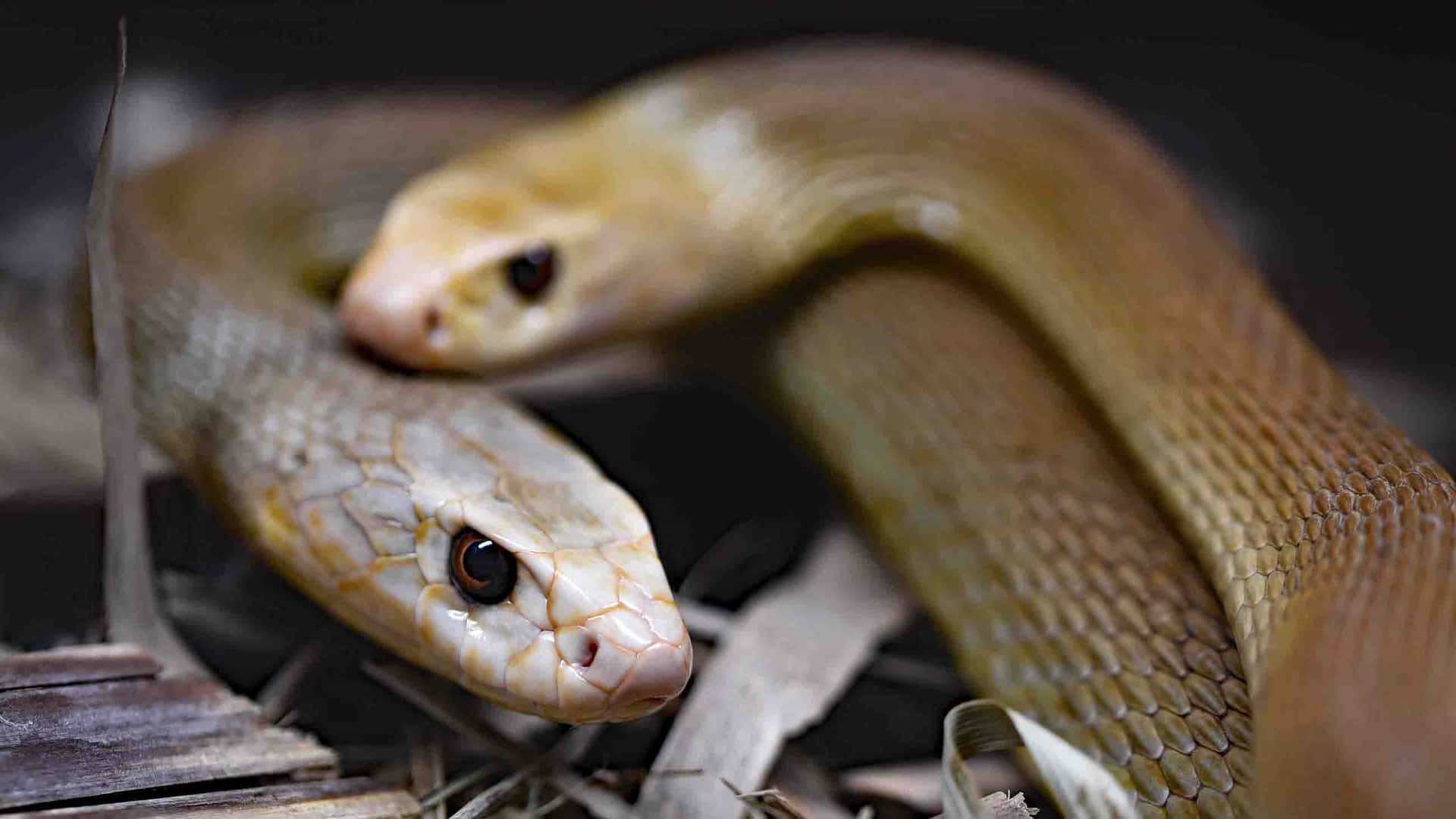 Get up close and personal with Michigan's native snakes!