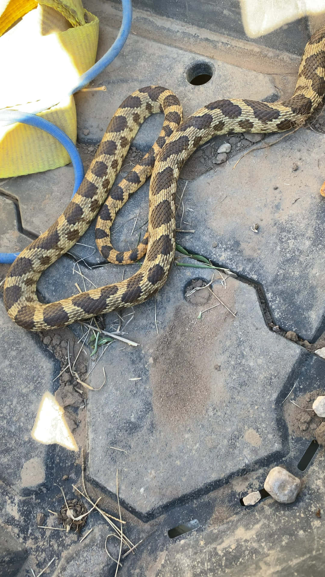 A Snake On The Ground