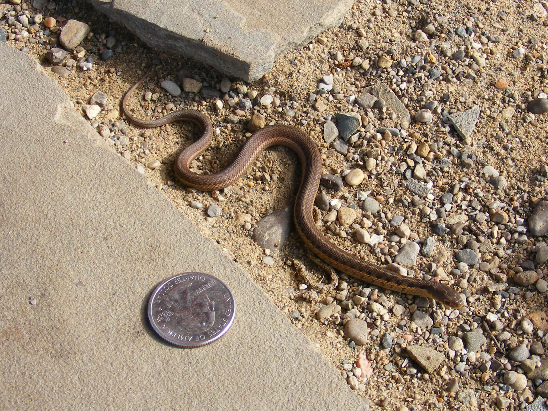 Snakes Thrive in Michigan's Natural Landscapes