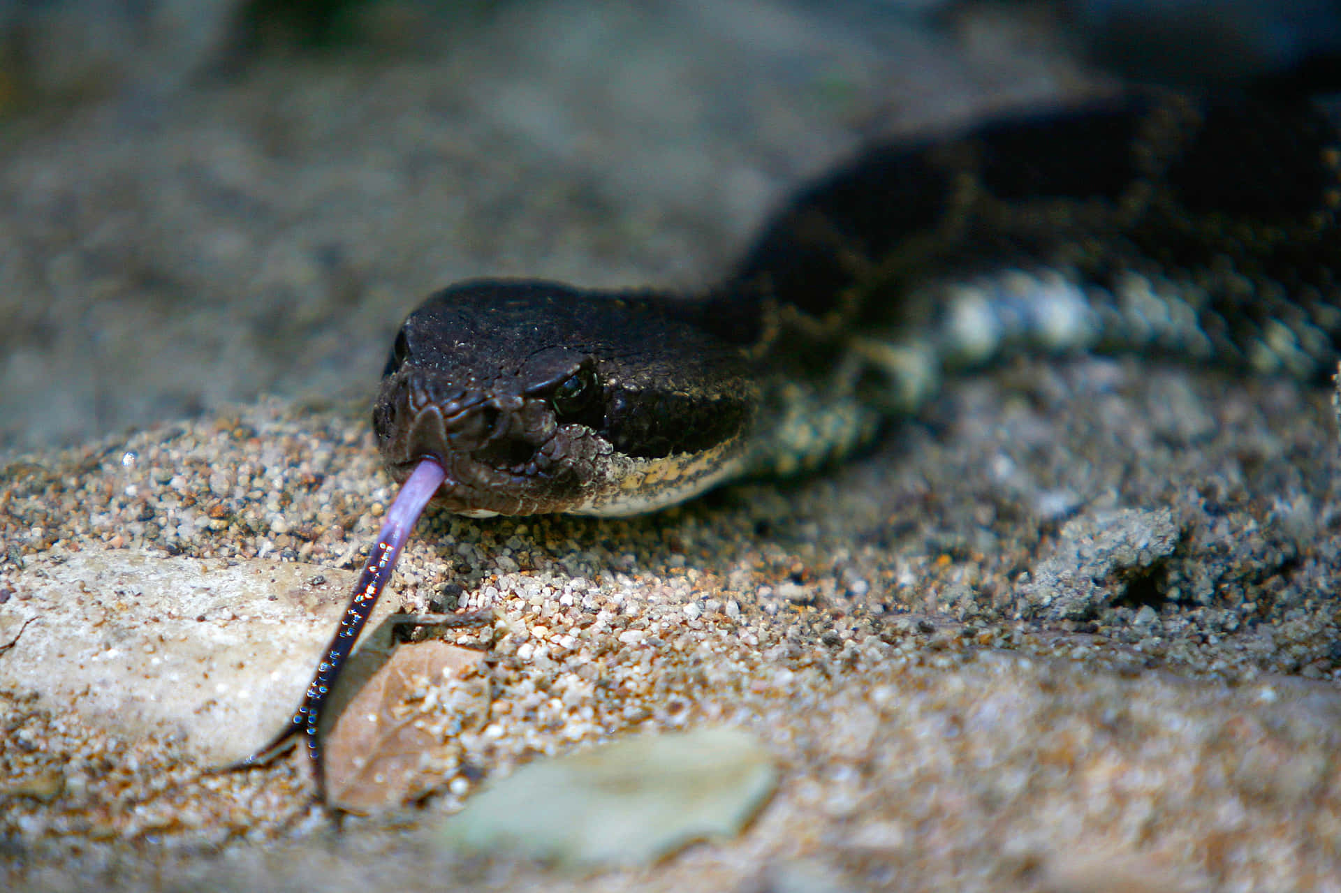 A Snake With A Black And White Body