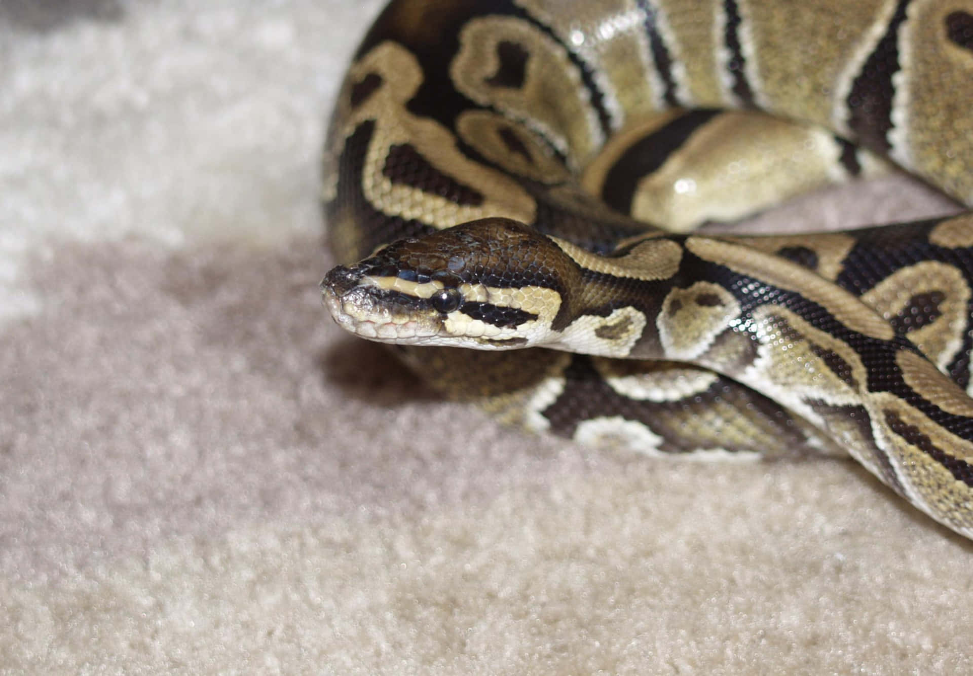 A Large Ball Python On A Carpet