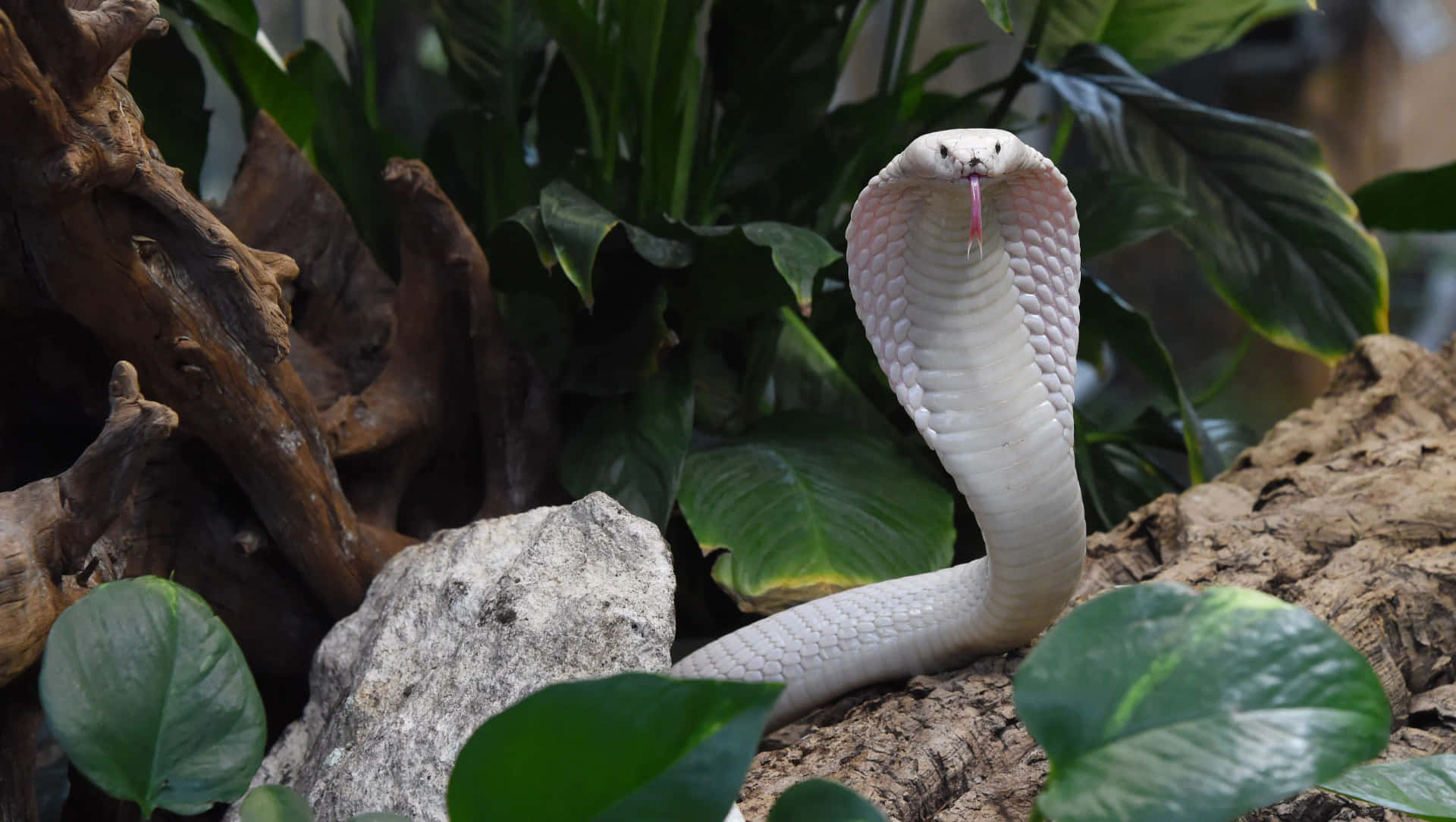 Unserpente Cobra Bianco È Seduto Su Una Roccia