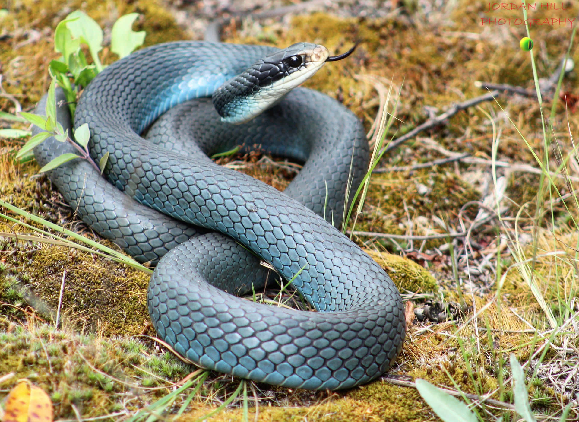 A Blue Snake Is Laying On The Ground