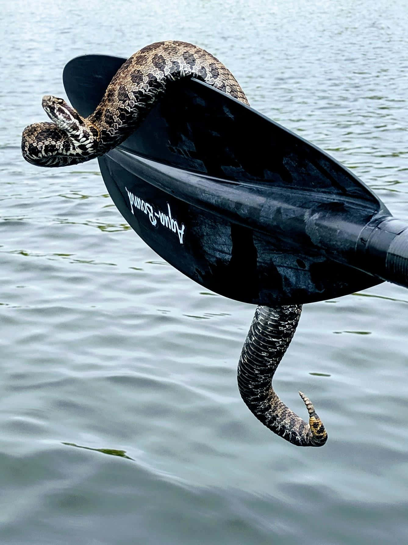 A Snake Is Hanging From A Paddle