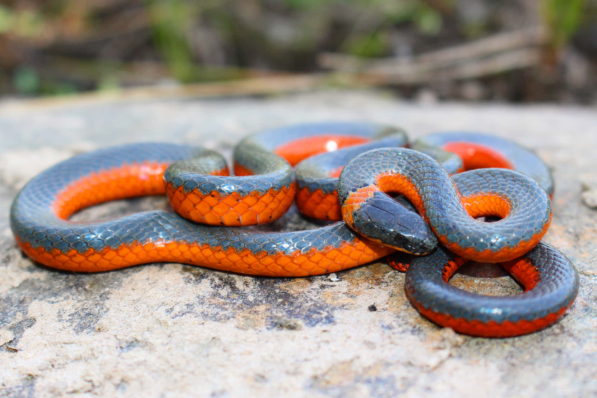 Michigan's diverse array of snakes