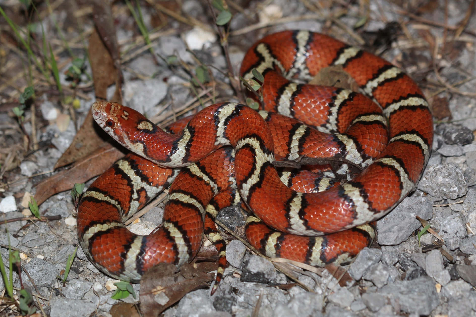 A Red And Black Snake Is Sitting On The Ground