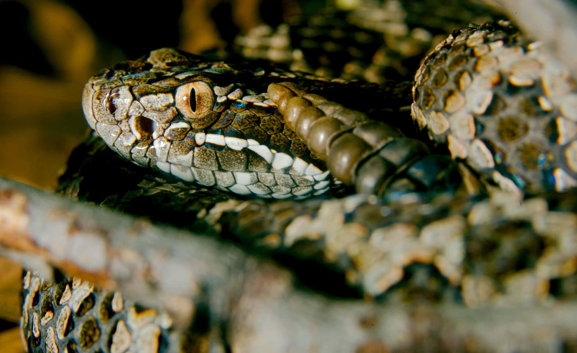 An Exquisite Close-up Shot Of A Snake Found In Michigan.