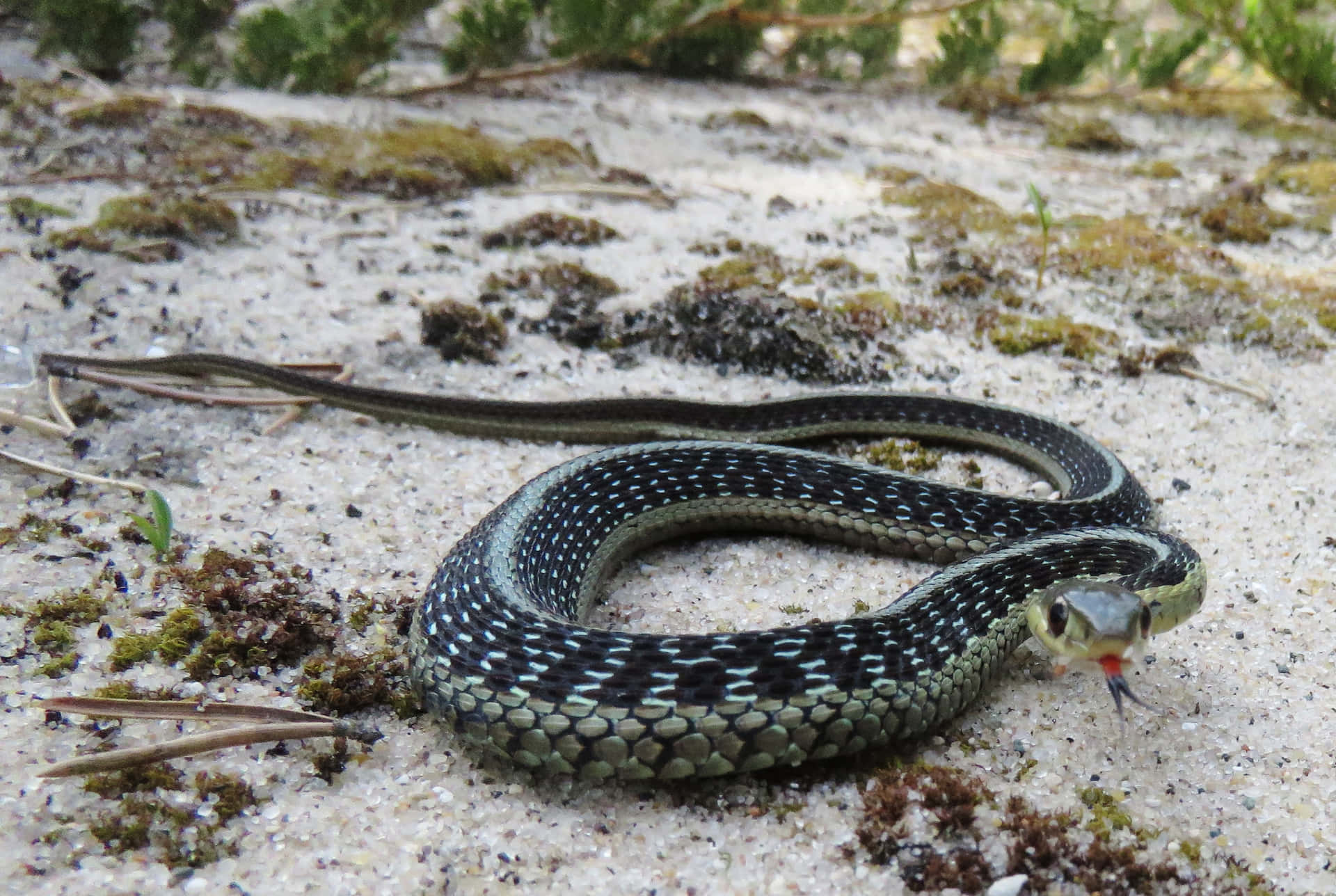A Snake Is Sitting On The Sand With Grass And Plants