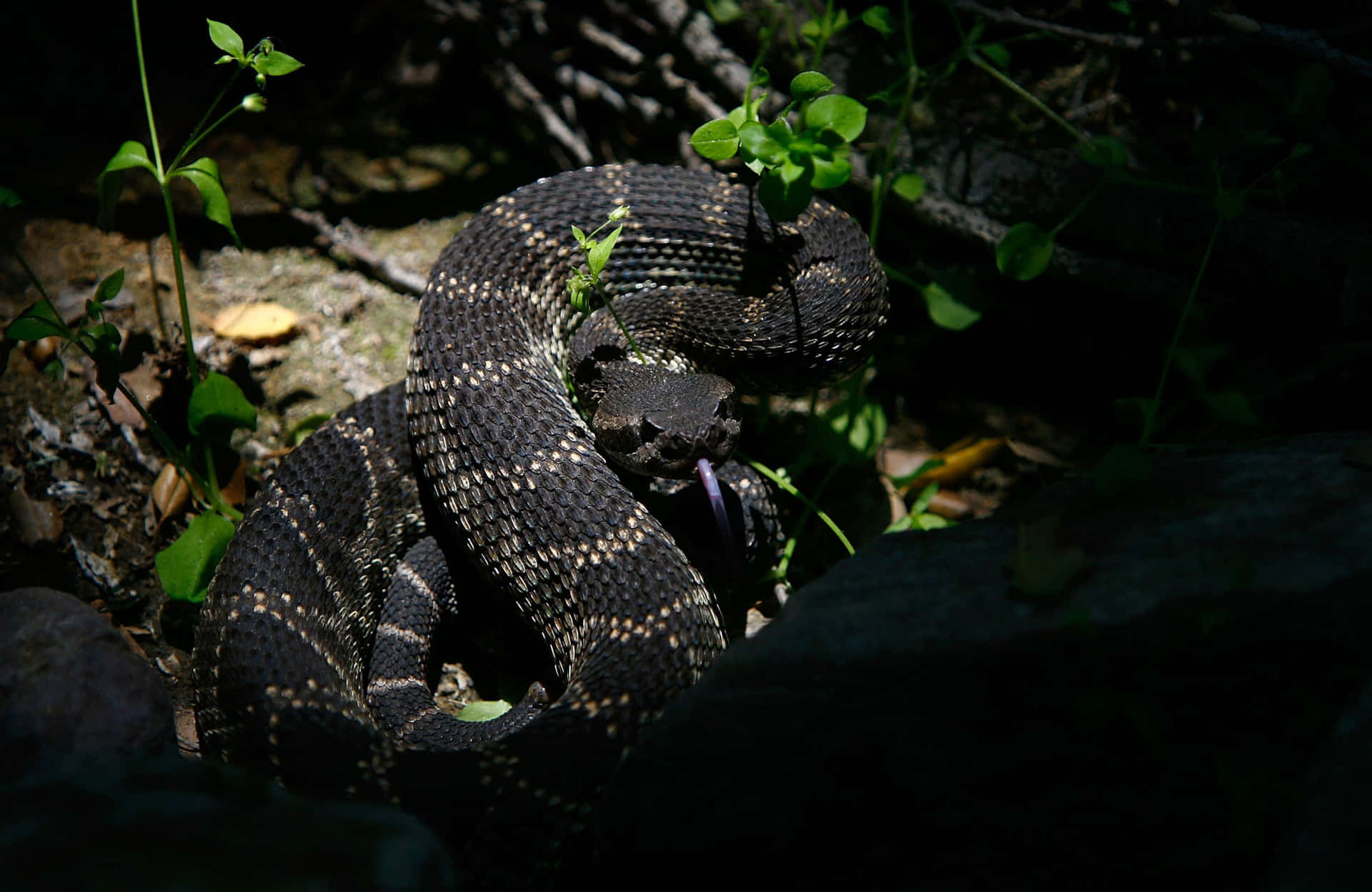 A Black And Brown Rattlesnake Is Sitting On A Rock