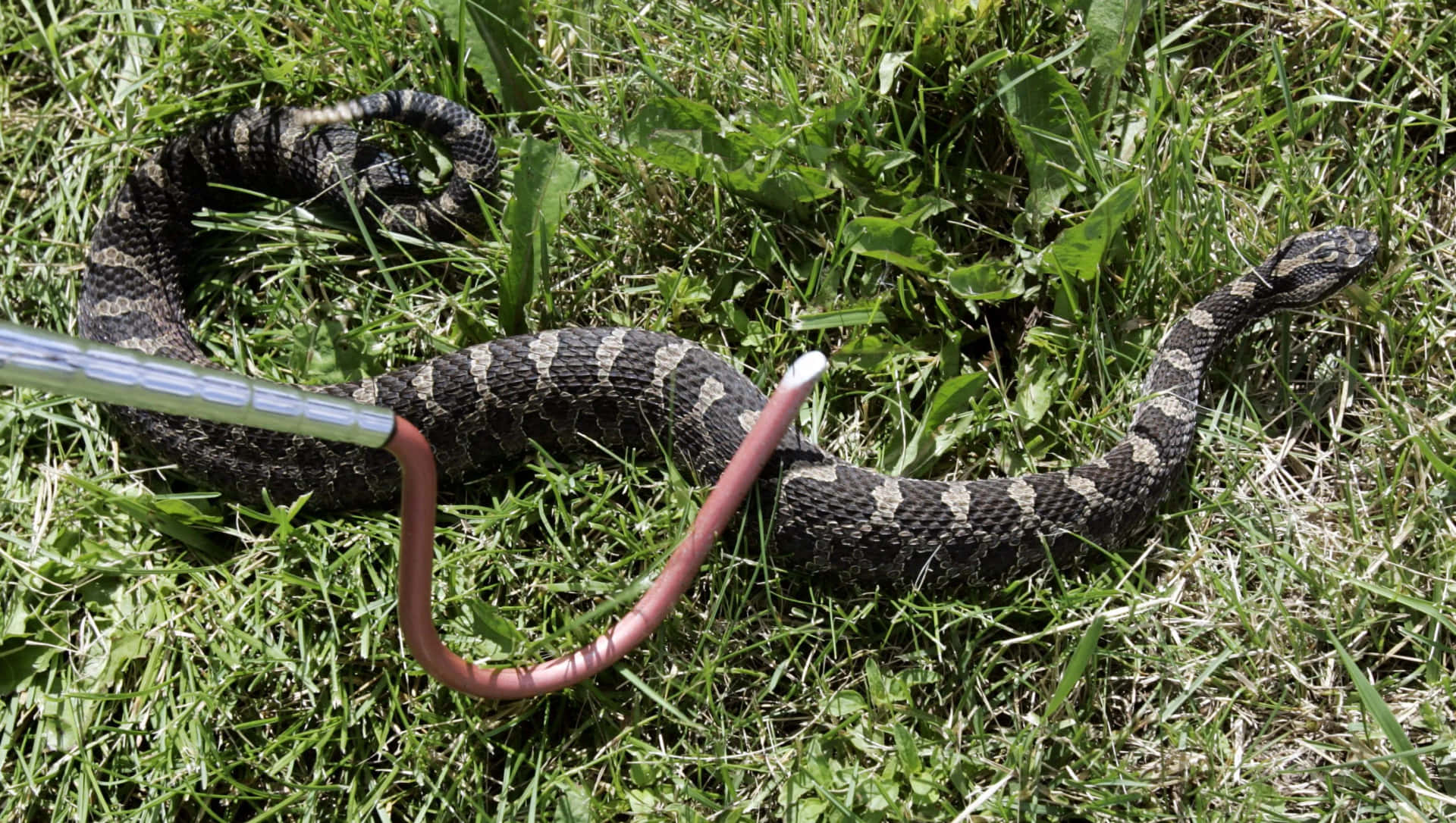 Keep a lookout for Michigan's slippery snakes!