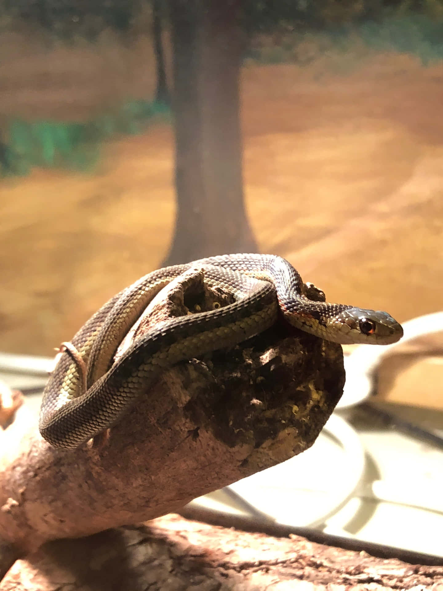 A Snake Is Sitting On A Branch In A Zoo