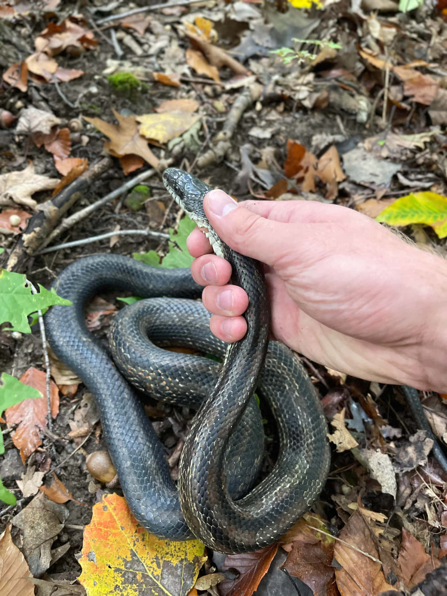 A Person Holding A Snake In The Woods