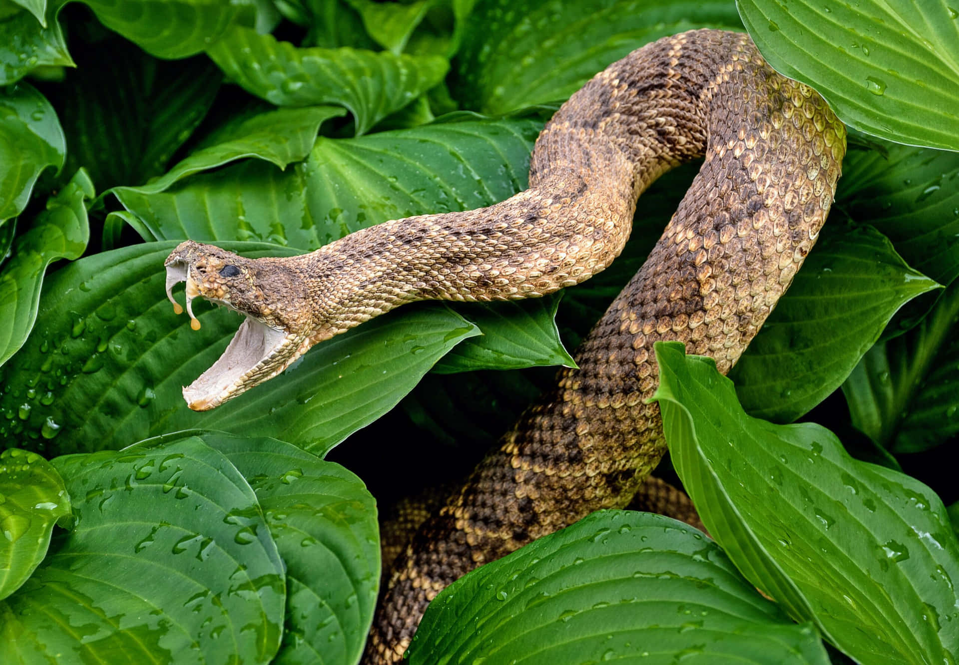 A Michigan snake basking in the sun.