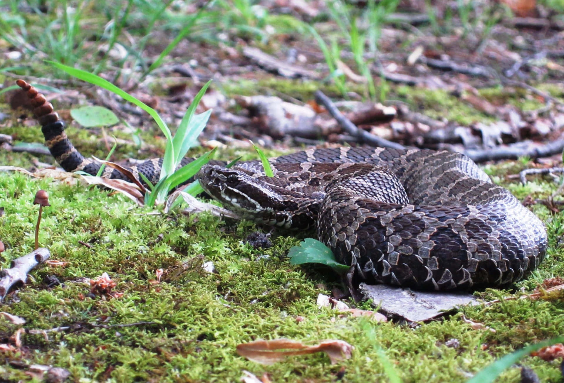 A Snake Is Laying On The Ground In The Forest