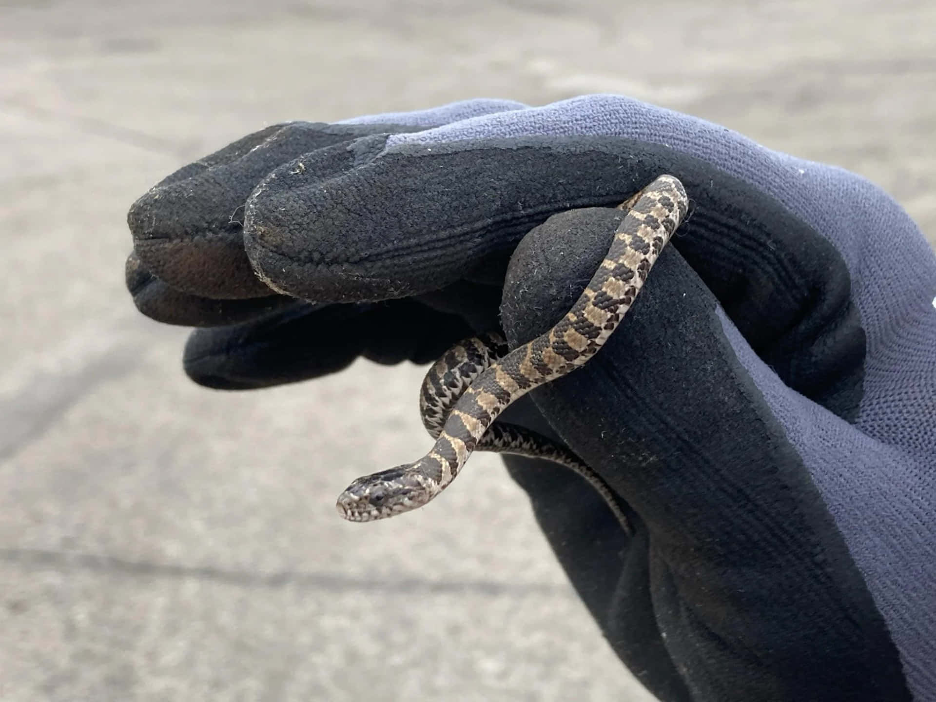 A Small Snake Is Being Held In A Person's Glove