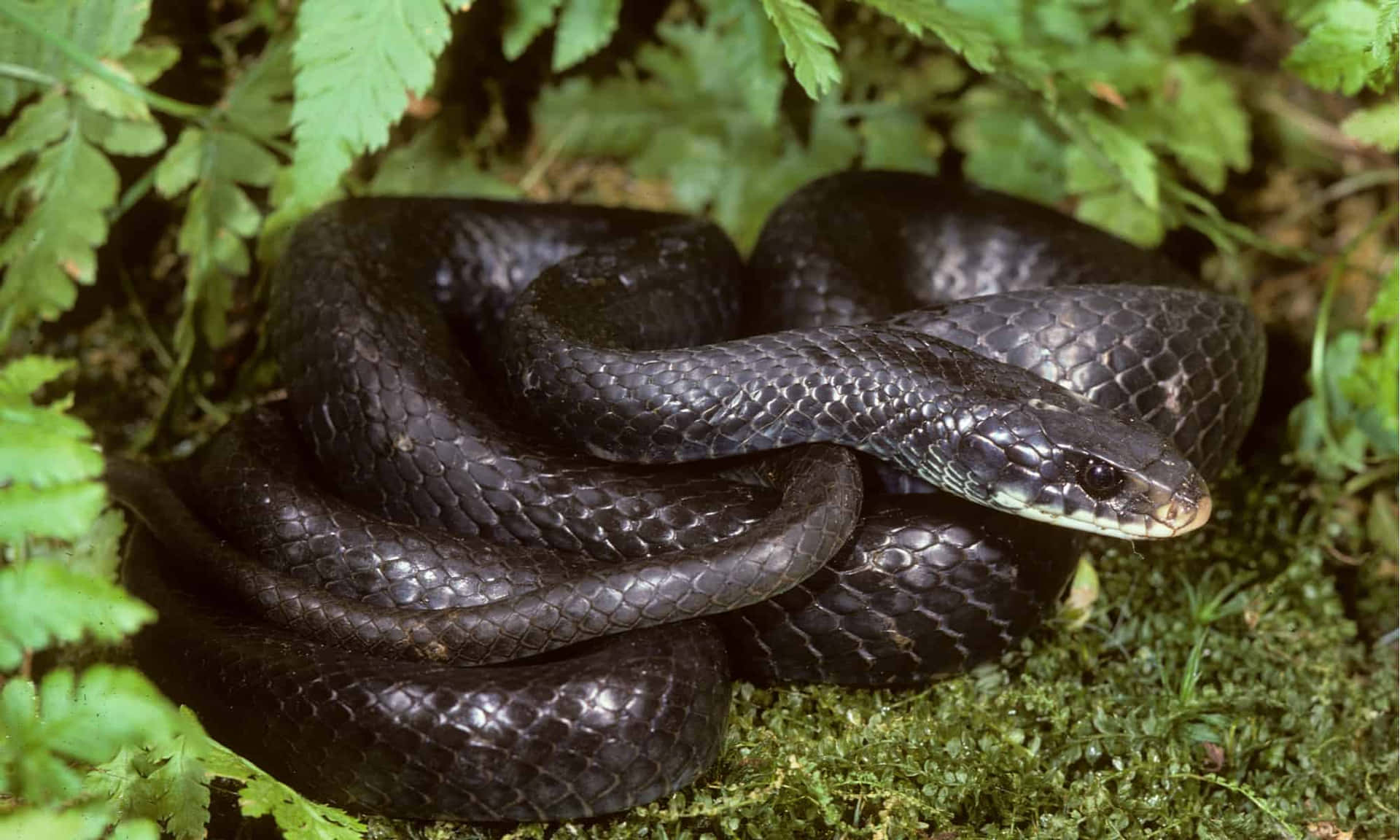 A Black Snake Is Laying On The Ground