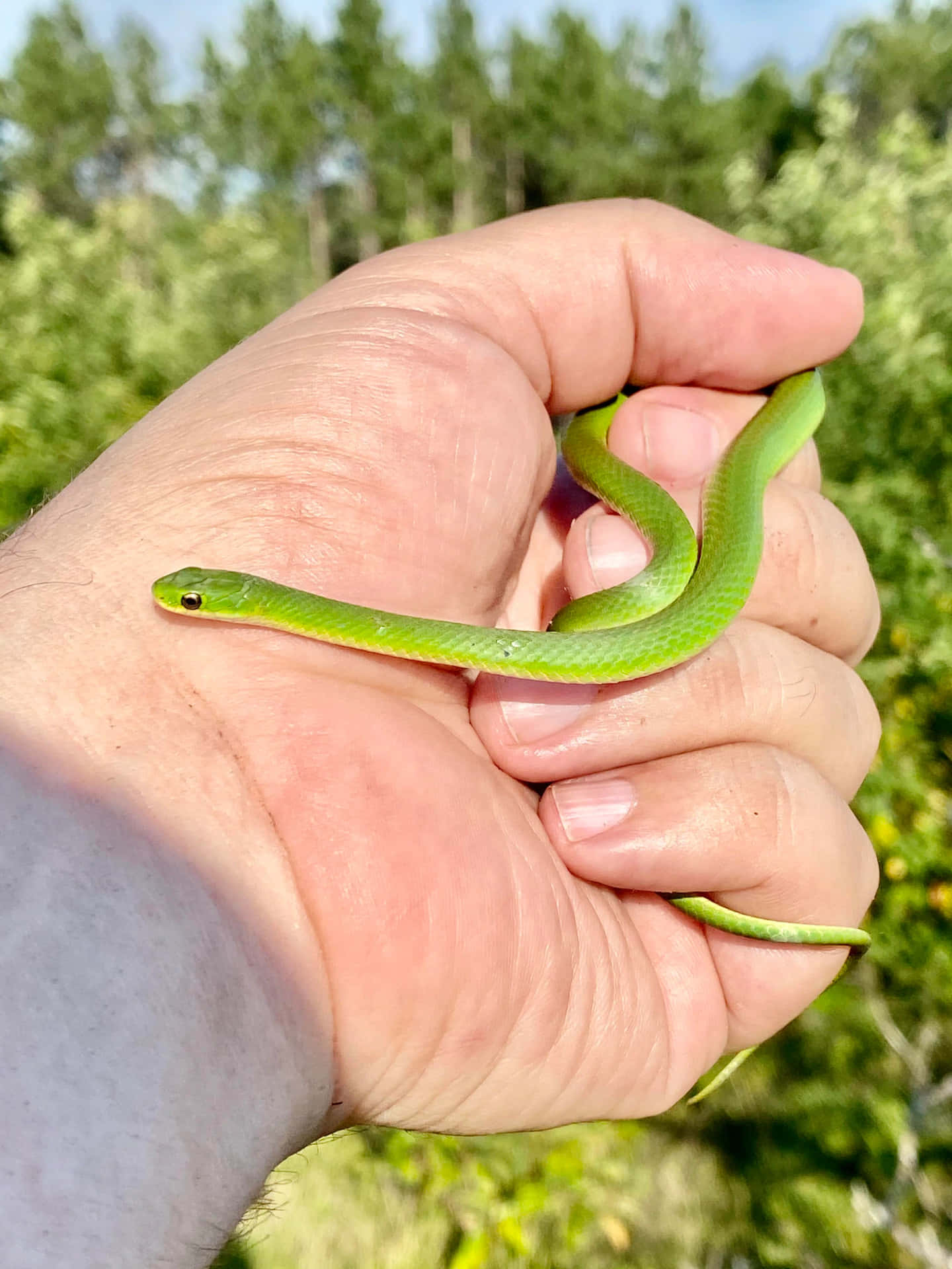 A Green Snake Is Held In A Person's Hand