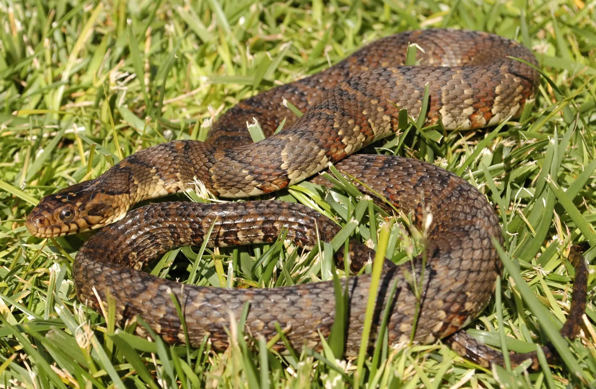Common Snakes of Michigan