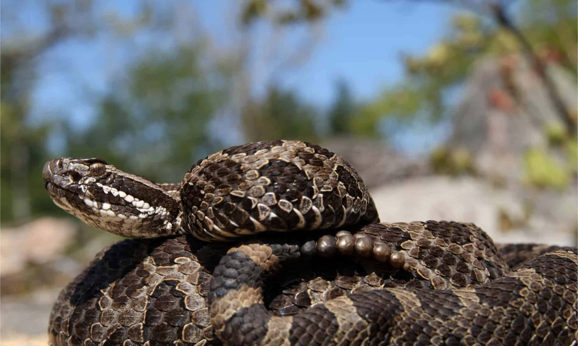 Serpientezorro Del Este Encontrada En Michigan.