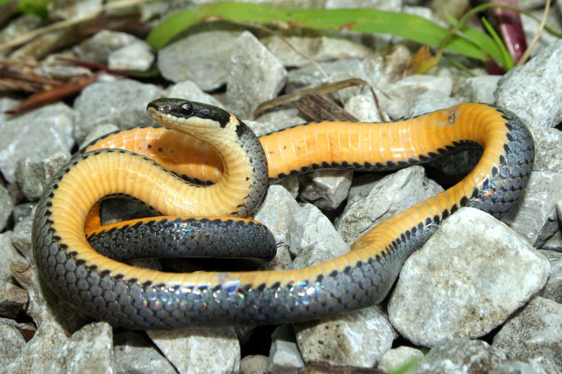 A Black And Yellow Snake On Rocks