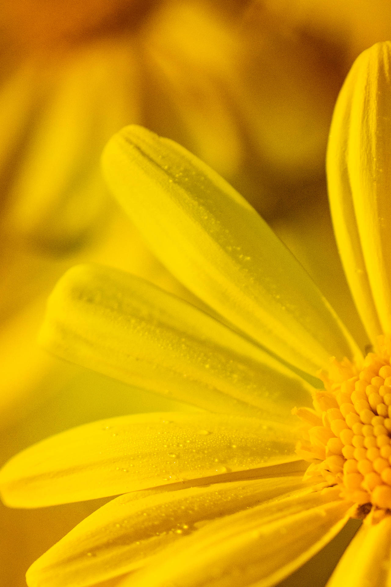 Mikrofotografi af gul blomst Android Wallpaper