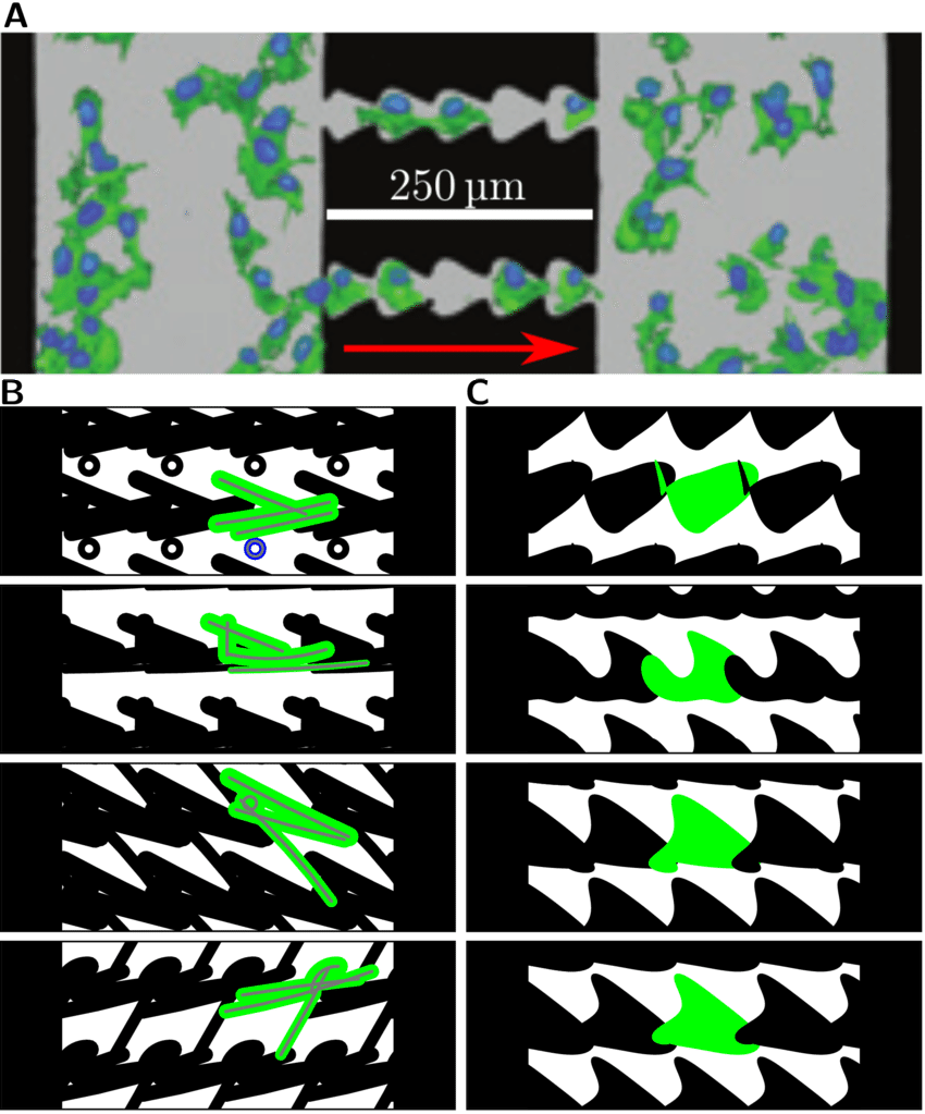 Microscopic image of stained cells flowing through a microchannel in a lab setting. — Experimental PNG