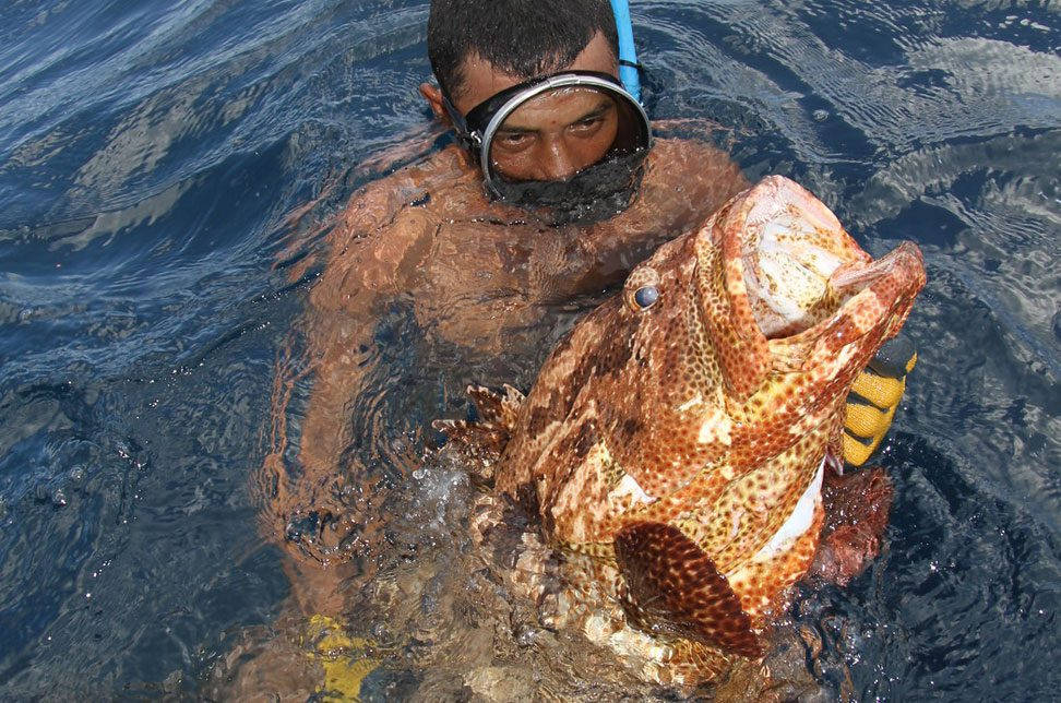 Micronesia Diver Big Fish Wallpaper