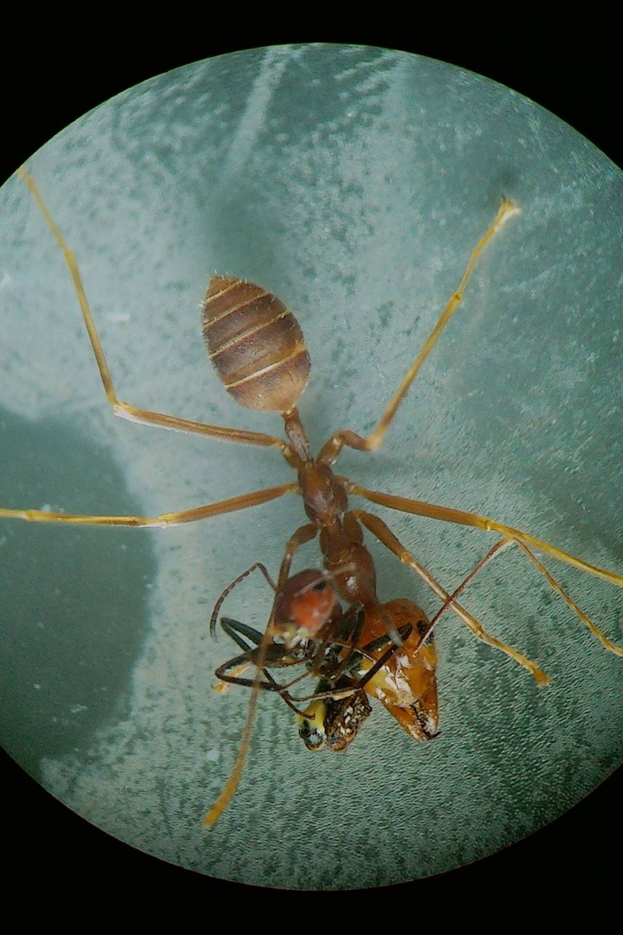Microscopic Ant Wallpaper