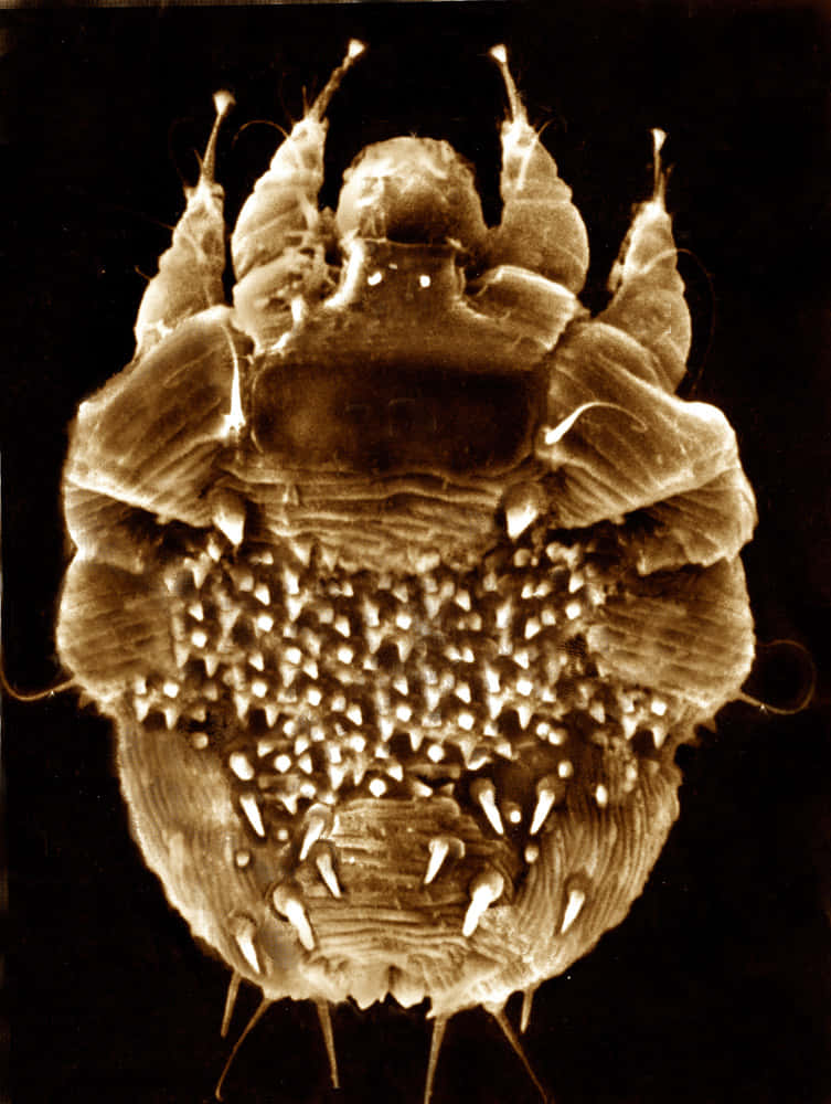 Microscopic Mite Closeup Wallpaper