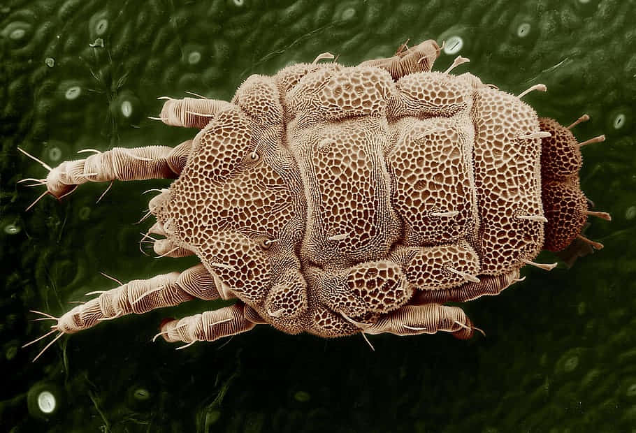 Microscopic Mite Closeup Wallpaper