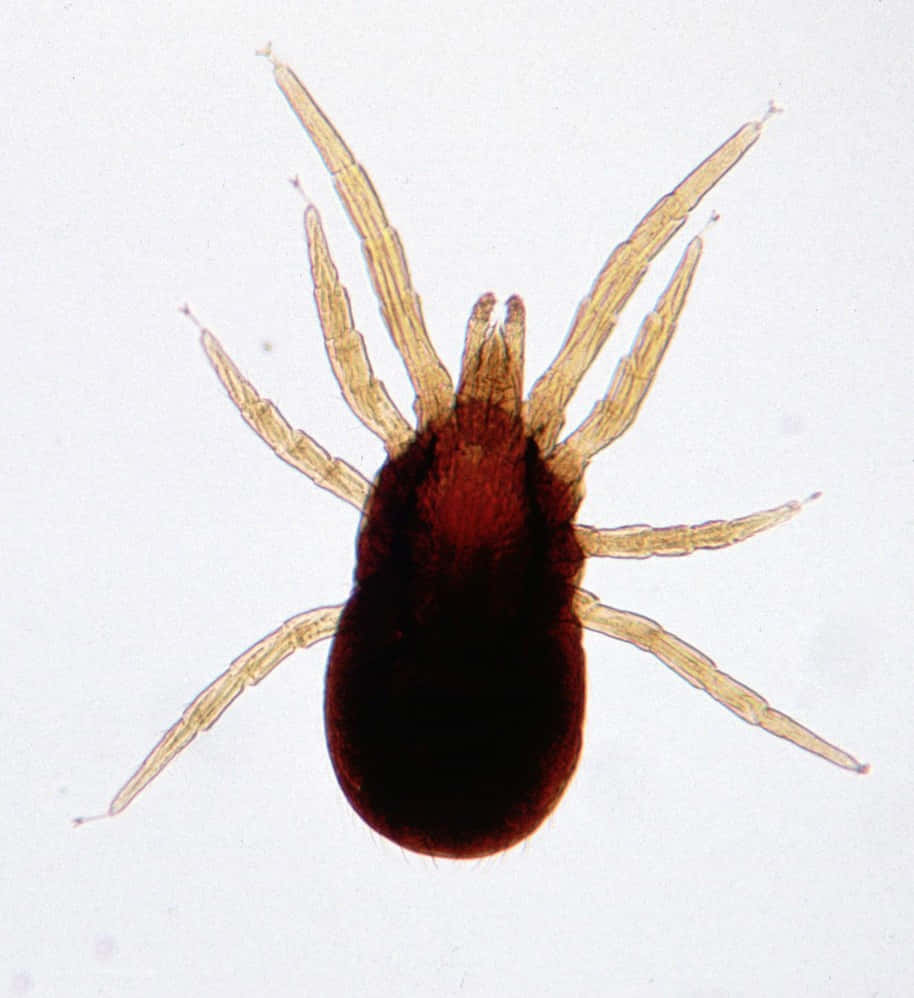 Microscopic Mite Specimen Wallpaper